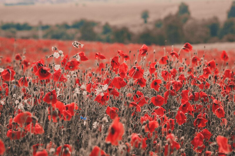 Red Poppy Field — Serene, Summer, Photograph, White Flowers