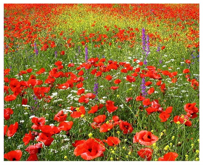 Red Poppy Field — Serene, Summer, Photograph, Wildflowers