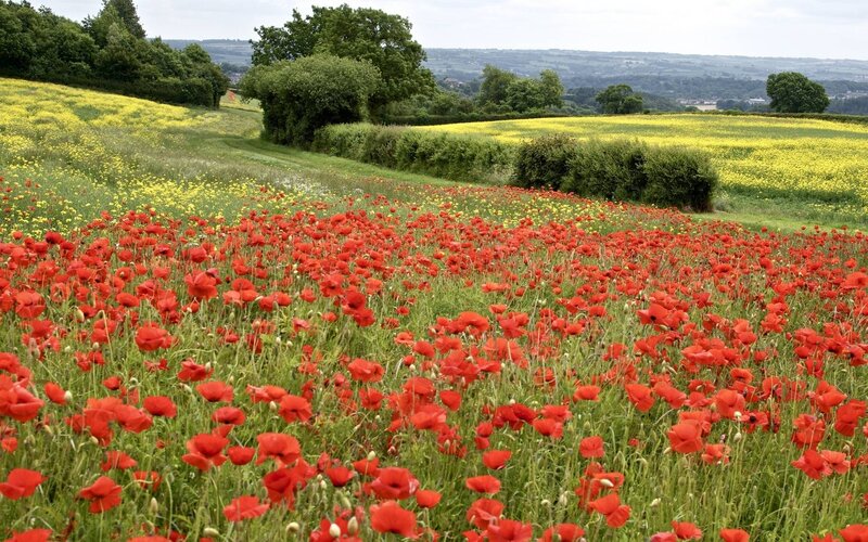 Red Poppy Field — Serene, Summer, Photograph, Yellow Flowers