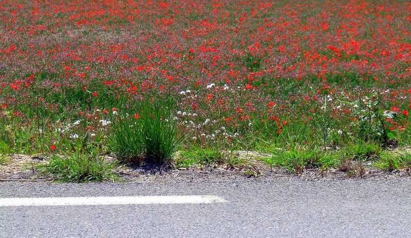 Red Poppy Field — Serene, Summer