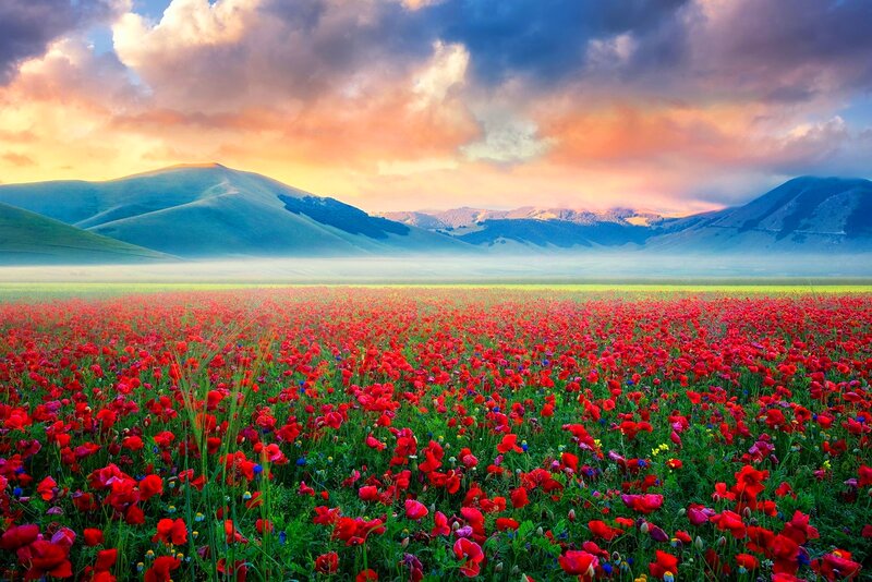 Red Poppy Field — Serene, Sunrise, Photograph, Mountains