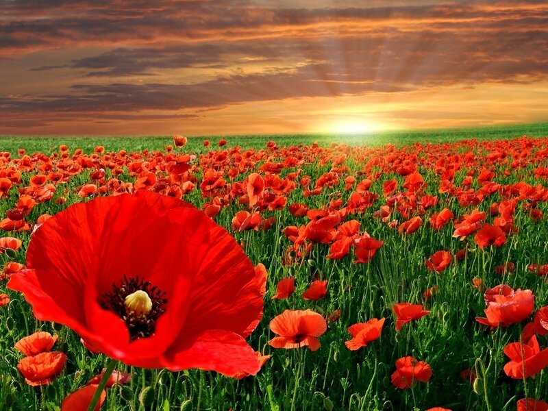 Red Poppy Field — Serene, Sunrise