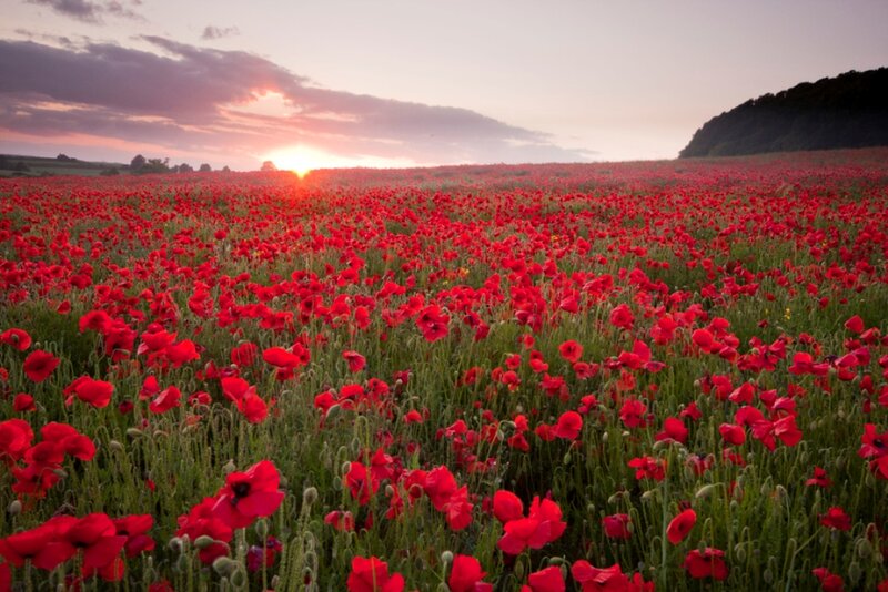 Red Poppy Field — Serene, Sunset, Photograph, Clouds