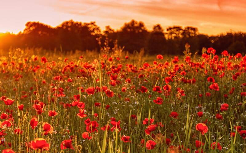 Red Poppy Field — Serene, Sunset, Photograph, Flowers, Grass
