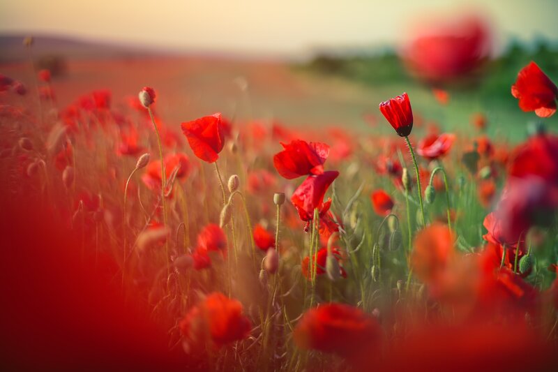 Red Poppy Field — Serene, Sunset, Photograph, Flowers, Sky
