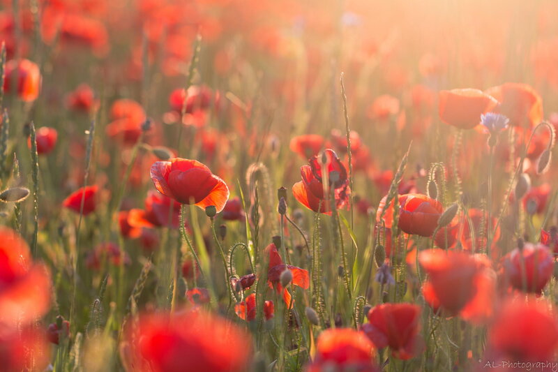 Red Poppy Field — Serene, Sunset, Photograph, Grass