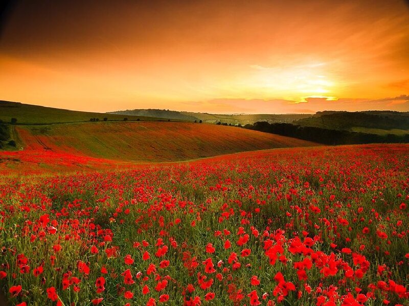 Red Poppy Field — Serene, Sunset, Photograph, Hills, Sky