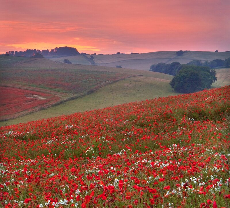 Red Poppy Field — Serene, Sunset, Photograph, Hills, Trees
