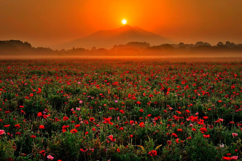 Red Poppy Field — Serene, Sunset, Photograph, Mountain