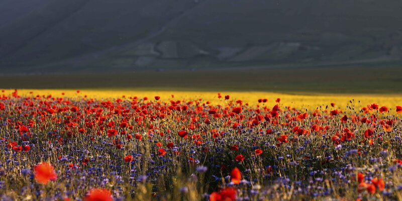 Red Poppy Field — Serene, Sunset, Photograph, Mountain, Wildflowers