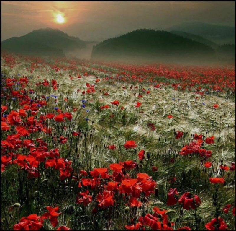 Red Poppy Field — Serene, Sunset, Photograph, Mountains, Sun