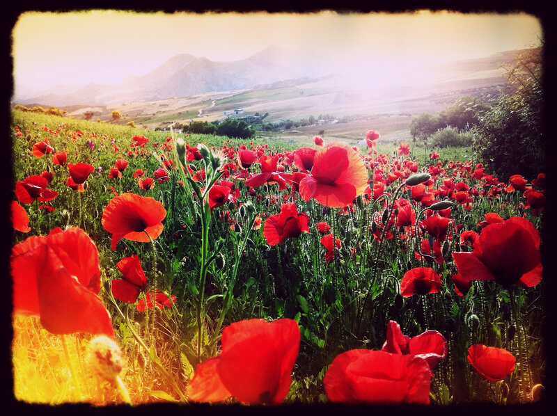 Red Poppy Field — Serene, Sunset, Photograph, Mountains
