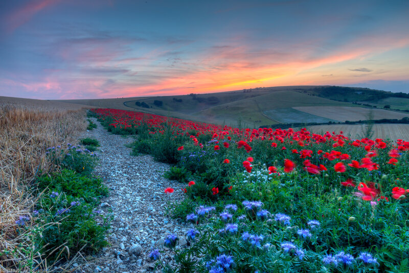 Red Poppy Field — Serene, Sunset, Photograph, Path