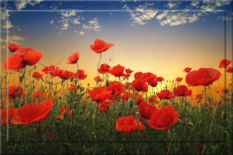 Red Poppy Field — Serene, Sunset, Photograph, Sky, Clouds, Grass, Blue, Yellow