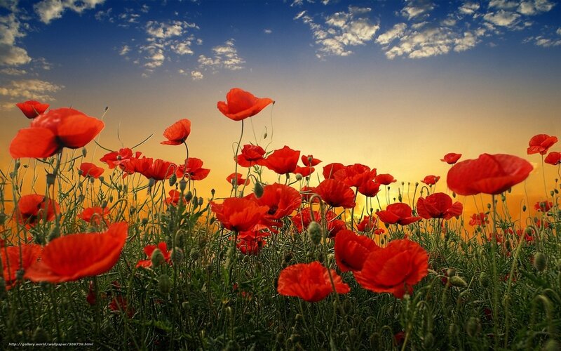 Red Poppy Field — Serene, Sunset, Photograph, Sky, Clouds, Grass