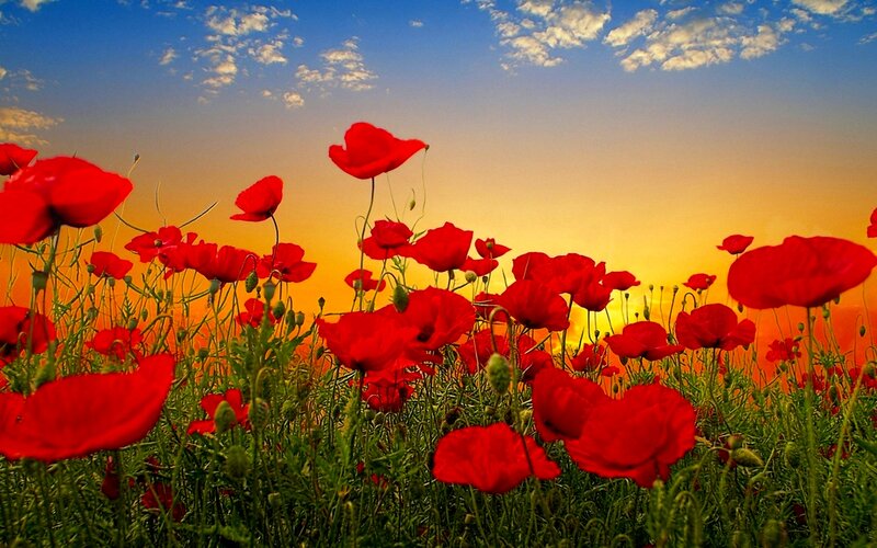 Red Poppy Field — Serene, Sunset, Photograph, Sky, Clouds
