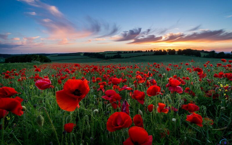 Red Poppy Field — Serene, Sunset, Photograph, Sky, Clouds, Trees