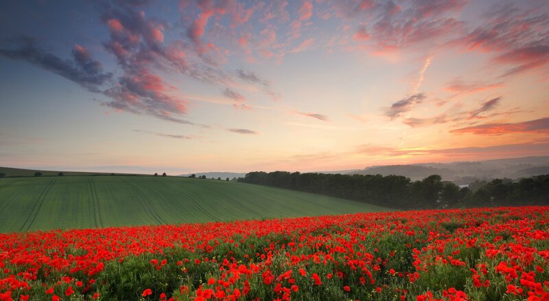 Red Poppy Field — Serene, Sunset, Photograph, Sky, Trees