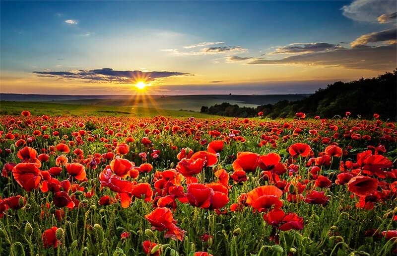 Red Poppy Field — Serene, Sunset, Photograph, Sun, Sky, Hills