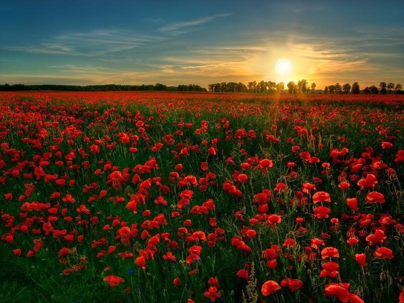 Red Poppy Field — Serene, Sunset, Photograph, Sun