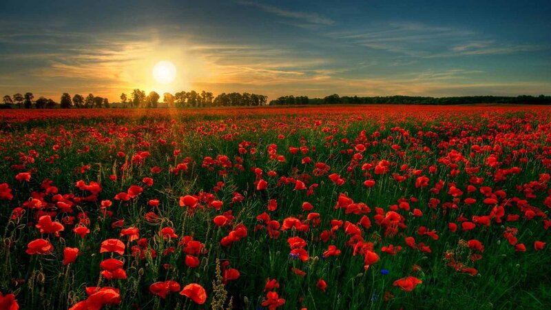 Red Poppy Field — Serene, Sunset, Photograph, Sun, Trees