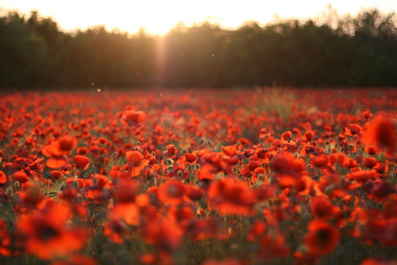 Red Poppy Field — Serene, Sunset, Photograph, Sunlight, Trees