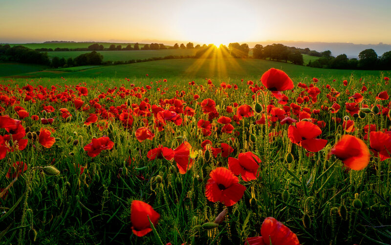 Red Poppy Field — Serene, Sunset, Photograph, Sunrise, Hills