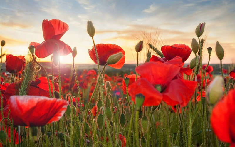 Red Poppy Field — Serene, Sunset, Photograph, Sunrise, Sky, Grass