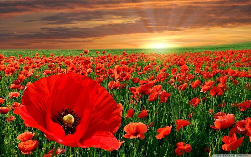 Red Poppy Field — Serene, Sunset, Photograph, Sunrise, Sky, Green
