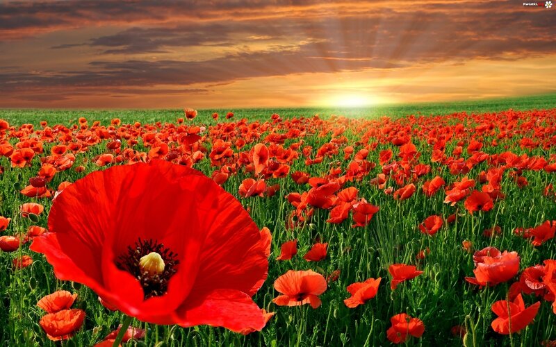 Red Poppy Field — Serene, Sunset, Photograph, Sunrise, Sky