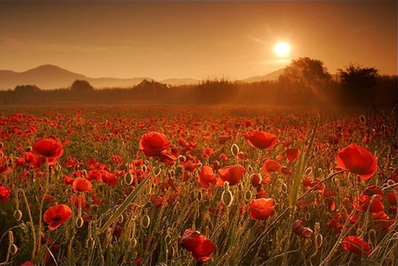 Red Poppy Field — Serene, Sunset, Photograph