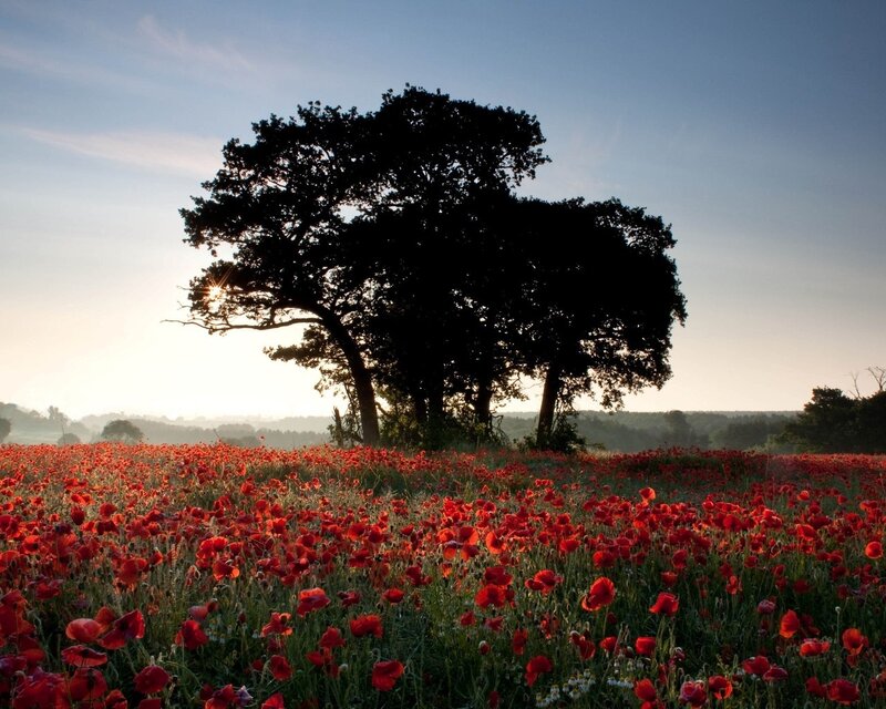 Red Poppy Field — Serene, Sunset, Photograph, Tree