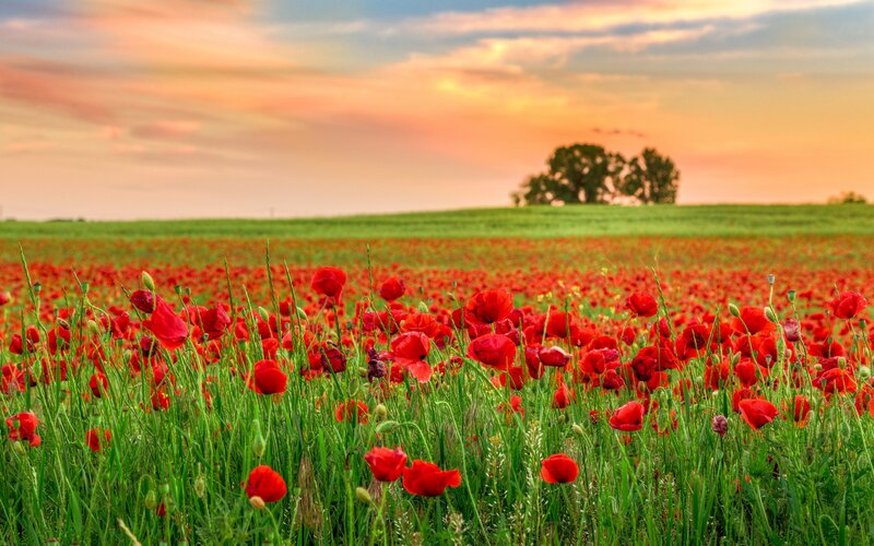 Red Poppy Field — Serene, Sunset, Photograph, Trees, Sky