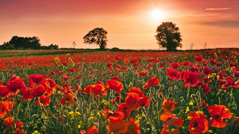 Red Poppy Field — Serene, Sunset, Photograph, Trees, Sun