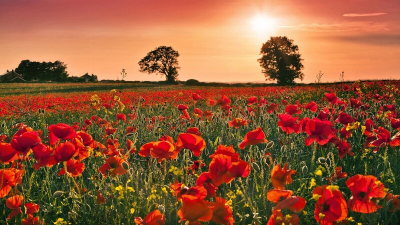 Red Poppy Field — Serene, Sunset, Photograph, Trees