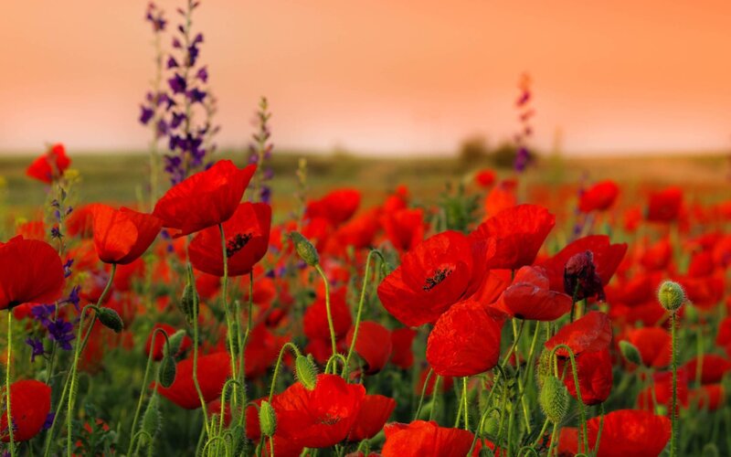 Red Poppy Field — Sunset