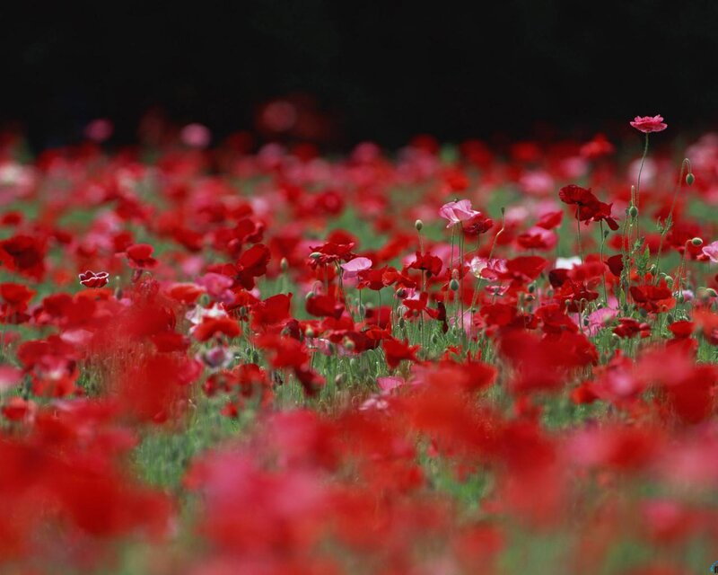Red poppy field