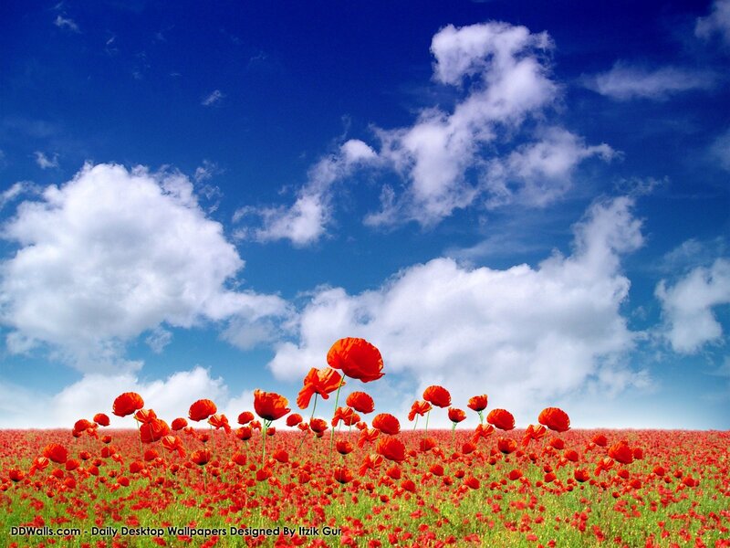 Red poppy field under blue sky