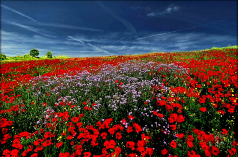 Red poppy field under blue sky
