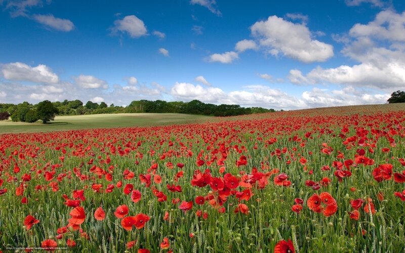Red poppy field under blue sky