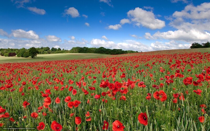 Red poppy field under blue sky