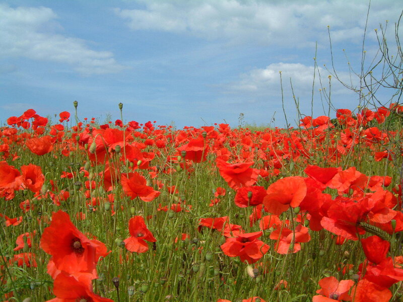Red poppy field under blue sky