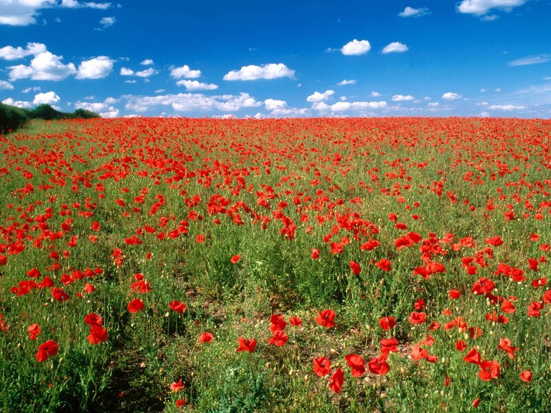 Red poppy field under blue sky