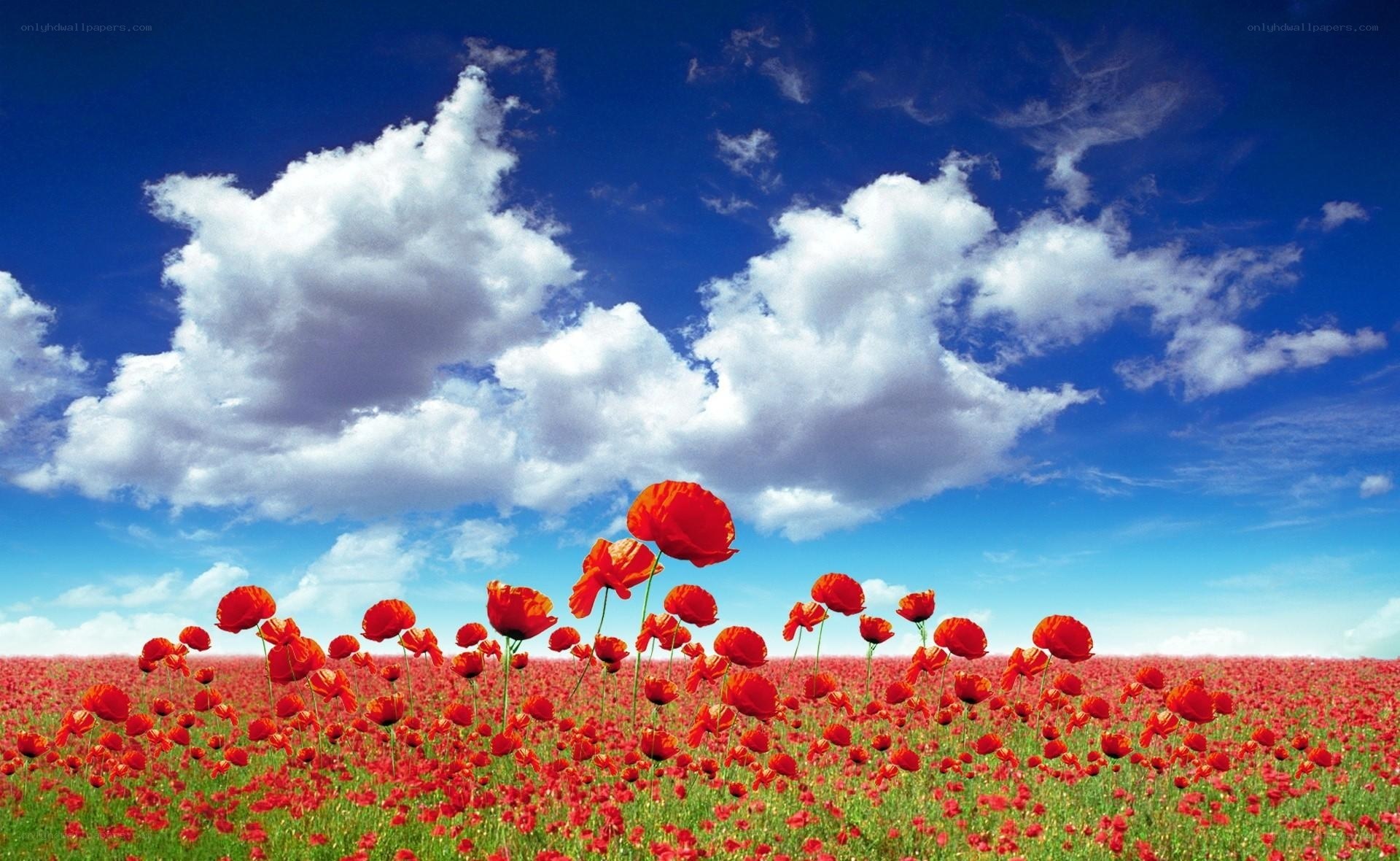 Red poppy field under blue sky