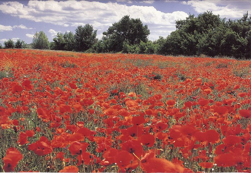 Red poppy field under cloudy sky