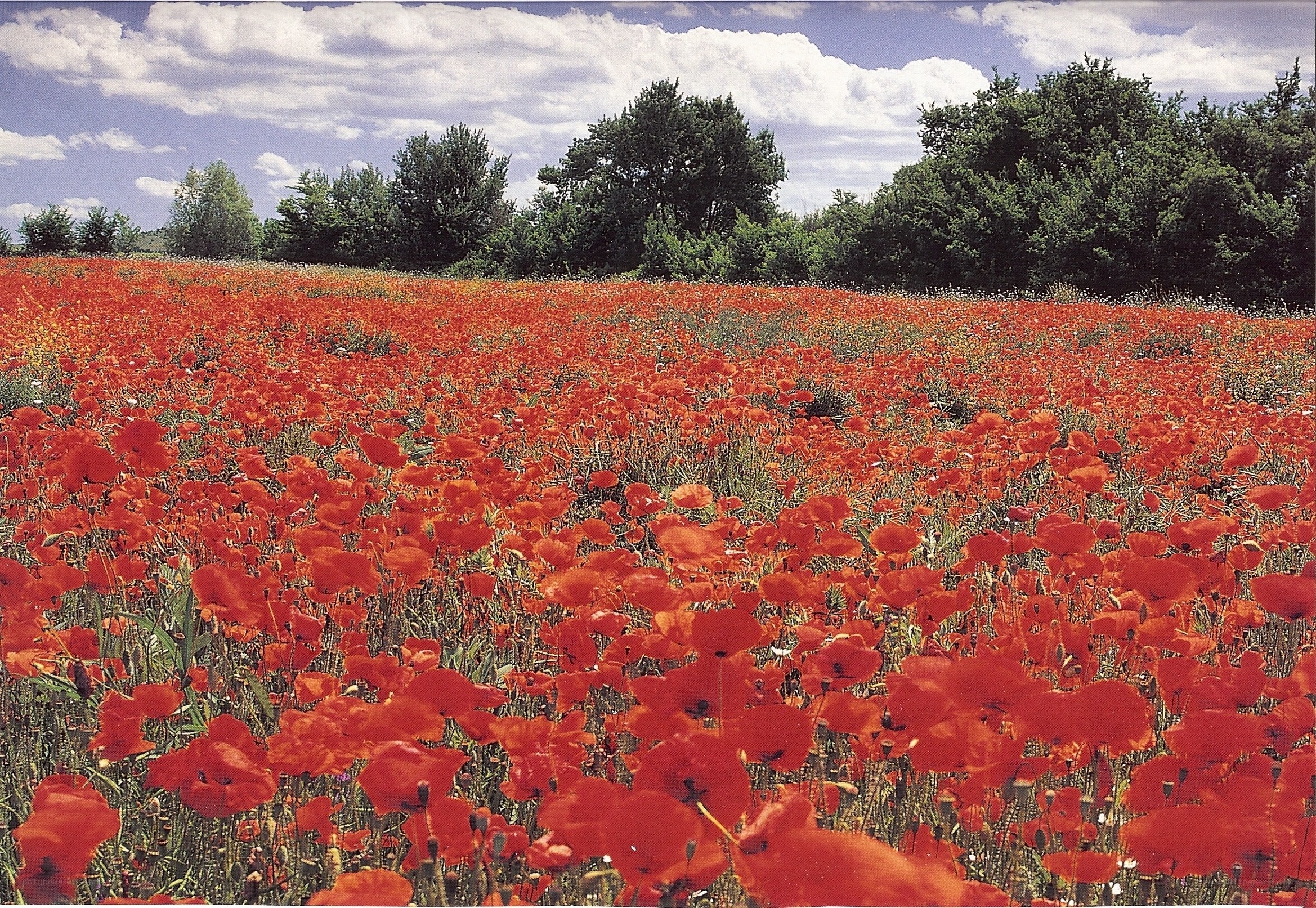 Red poppy field under cloudy sky