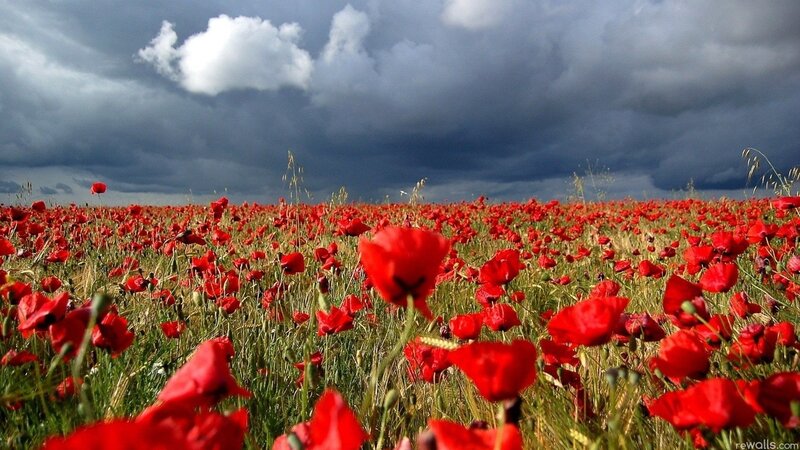 Red poppy field under stormy sky