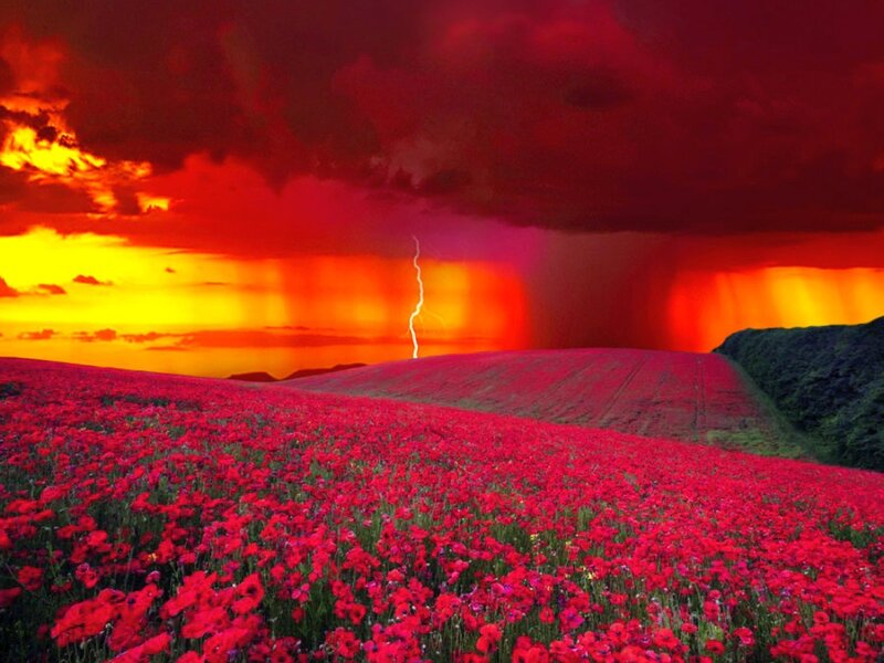 Red poppy field under stormy sky