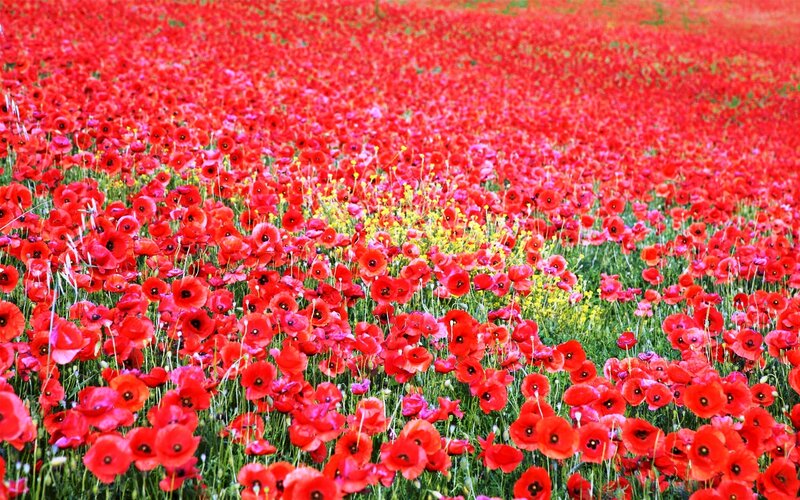 Red Poppy Field — Vibrant