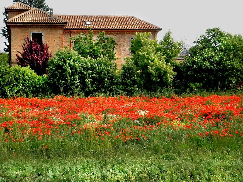 Red poppy field with brick house